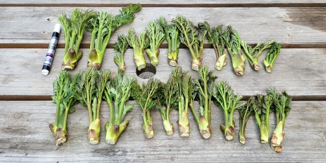 강원도 홍천 참두릅 500g, 1kg