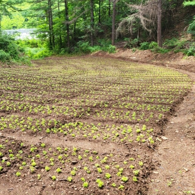 홍천몰